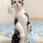 娱乐圈吃瓜猫是谁啊,揭秘神秘“吃瓜猫”的真实身份